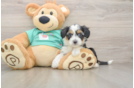 Mini Aussiedoodle Puppy for Adoption