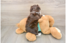Friendly Mini Aussiedoodle Baby