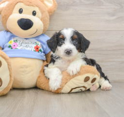 8 week old Mini Aussiedoodle Puppy For Sale - Premier Pups