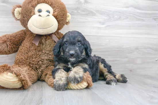 Best Mini Aussiedoodle Baby