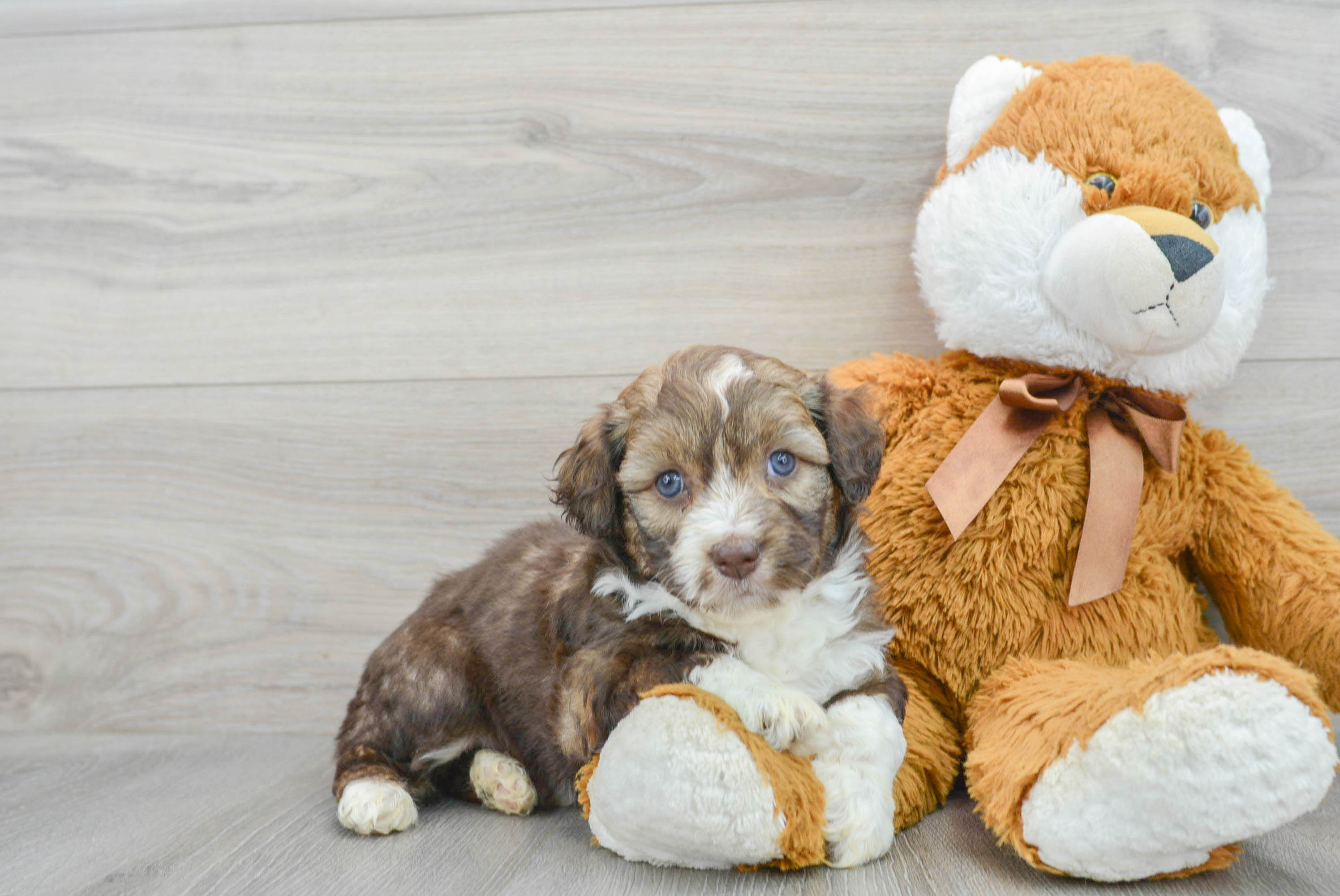 Popular Mini Aussiedoodle Poodle Mix Pup