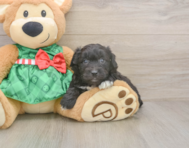 7 week old Mini Aussiedoodle Puppy For Sale - Premier Pups