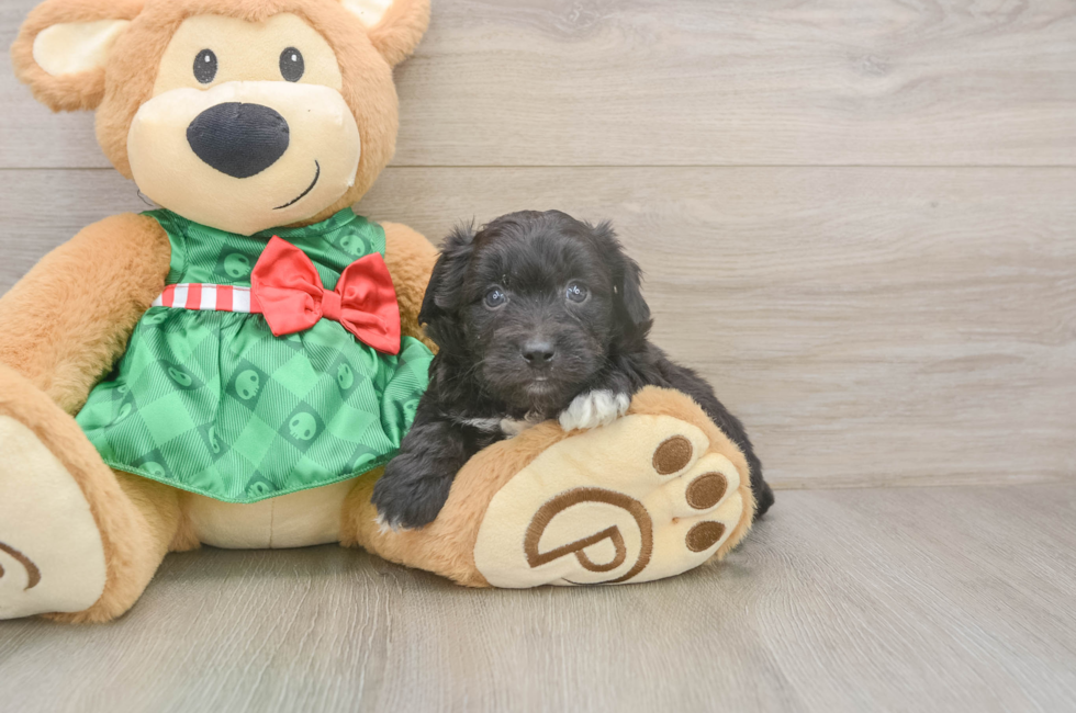 7 week old Mini Aussiedoodle Puppy For Sale - Premier Pups
