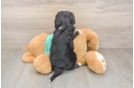 Cute Mini Aussiedoodle Baby