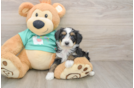 Energetic Aussie Poo Poodle Mix Puppy