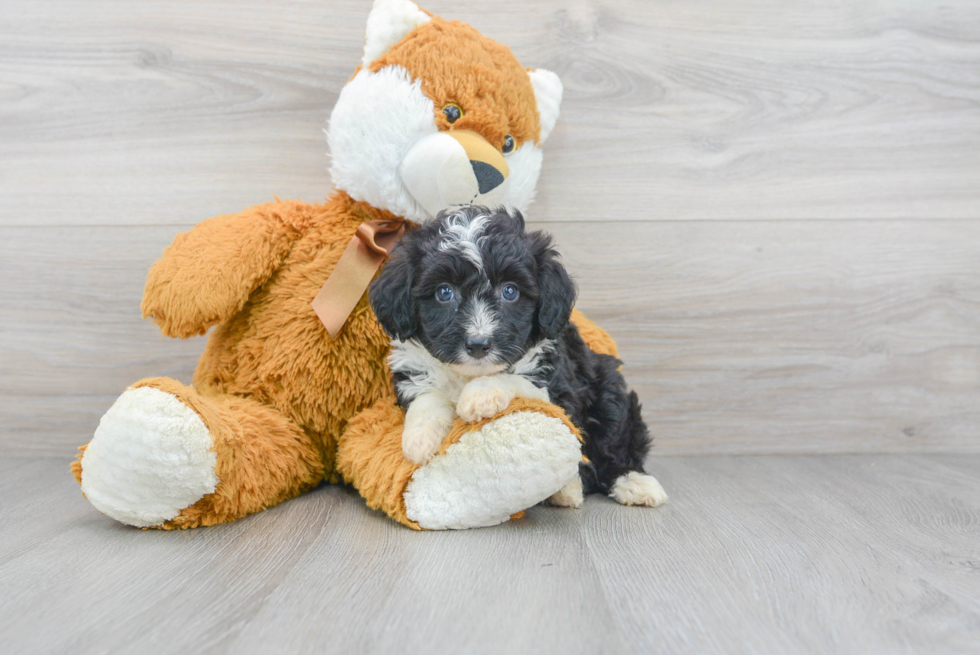 Cute Mini Aussiedoodle Baby