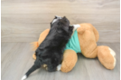Best Mini Aussiedoodle Baby