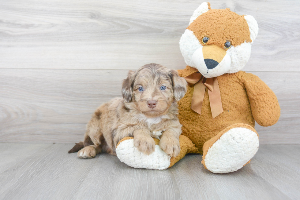Hypoallergenic Aussiepoo Poodle Mix Puppy