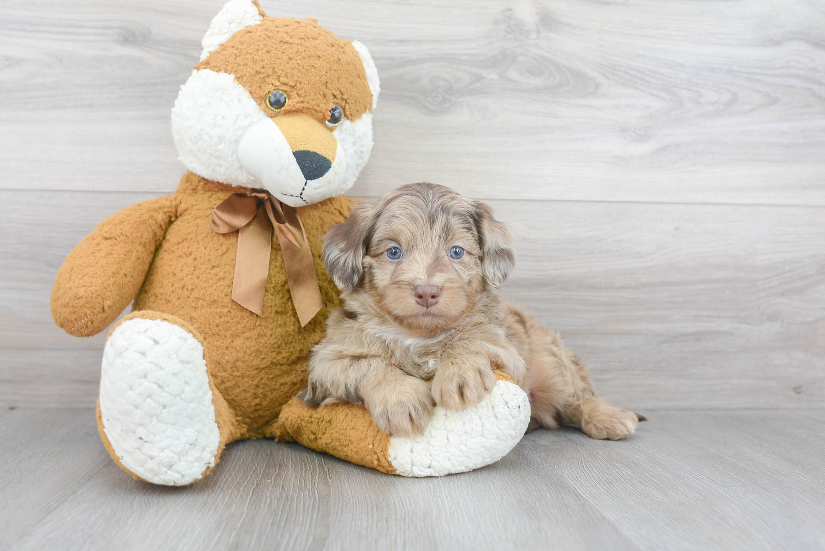 Little Aussiepoo Poodle Mix Puppy