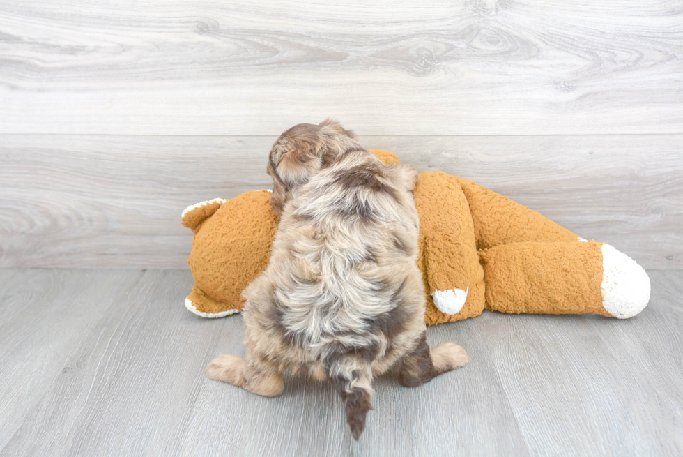 Popular Mini Aussiedoodle Poodle Mix Pup