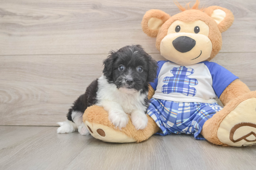Best Mini Aussiedoodle Baby