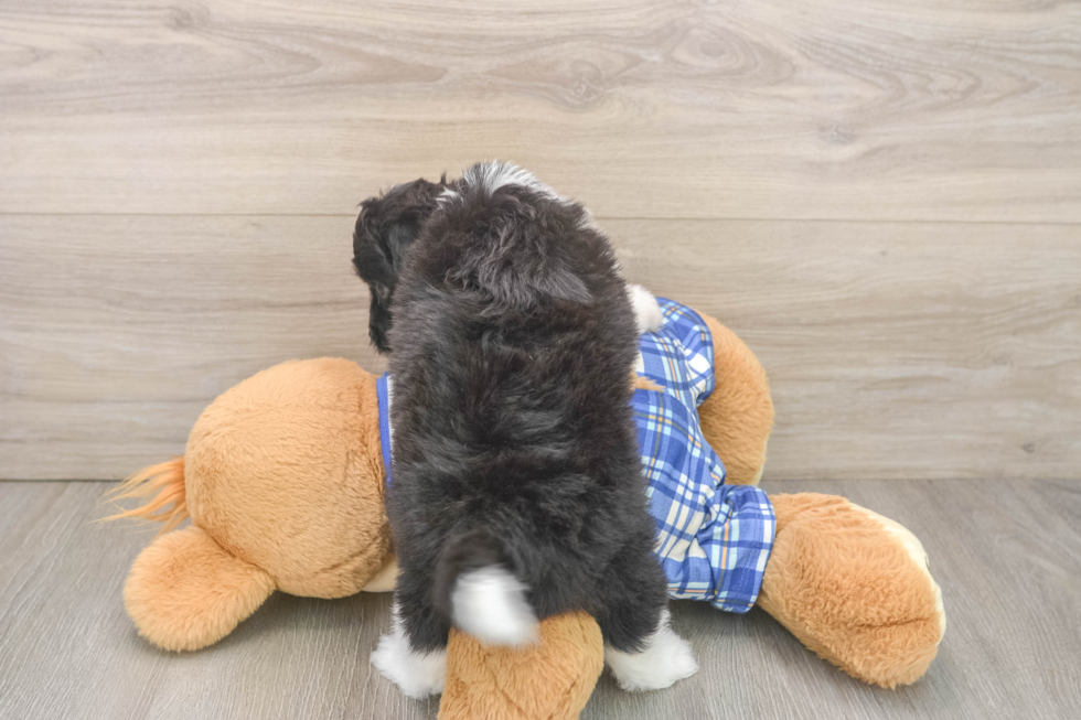 Best Mini Aussiedoodle Baby