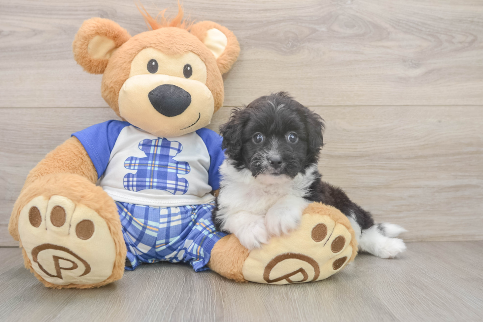 Mini Aussiedoodle Pup Being Cute
