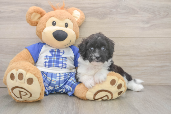 Mini Aussiedoodle Pup Being Cute
