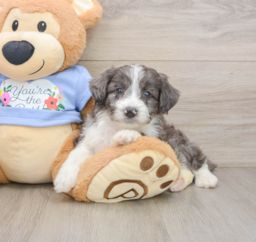 8 week old Mini Aussiedoodle Puppy For Sale - Premier Pups