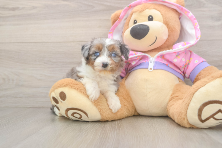 Hypoallergenic Aussiepoo Poodle Mix Puppy