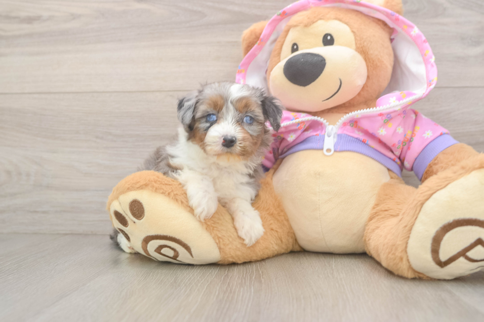 Hypoallergenic Aussiepoo Poodle Mix Puppy