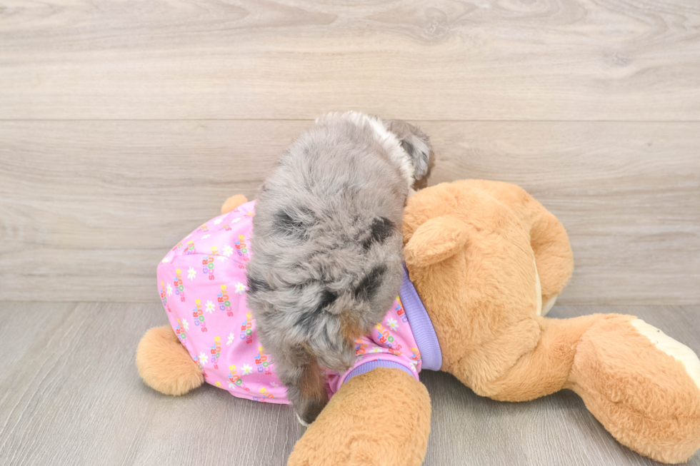 Popular Mini Aussiedoodle Poodle Mix Pup