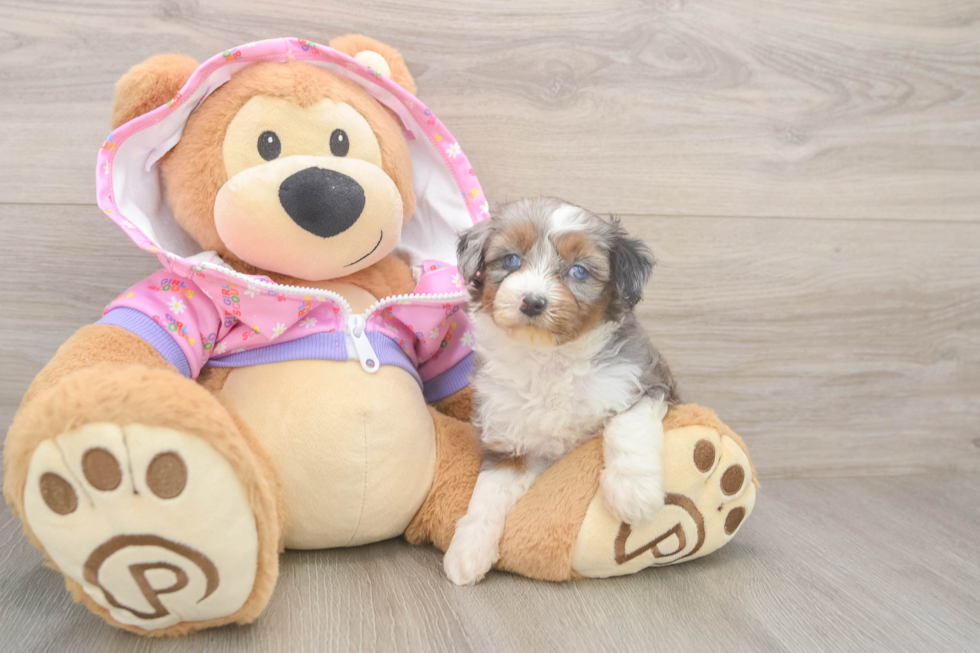Popular Mini Aussiedoodle Poodle Mix Pup