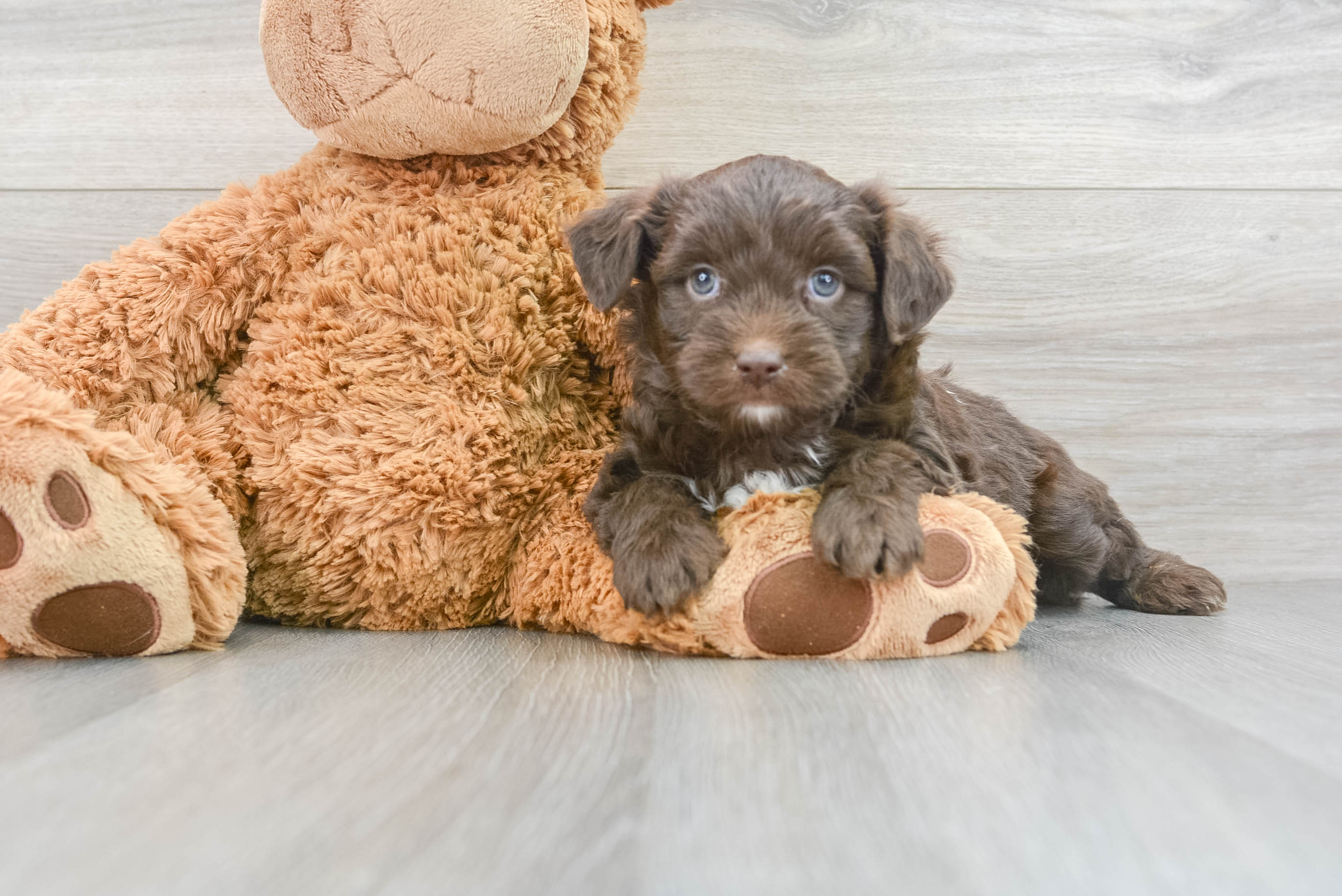 Best Mini Aussiedoodle Baby