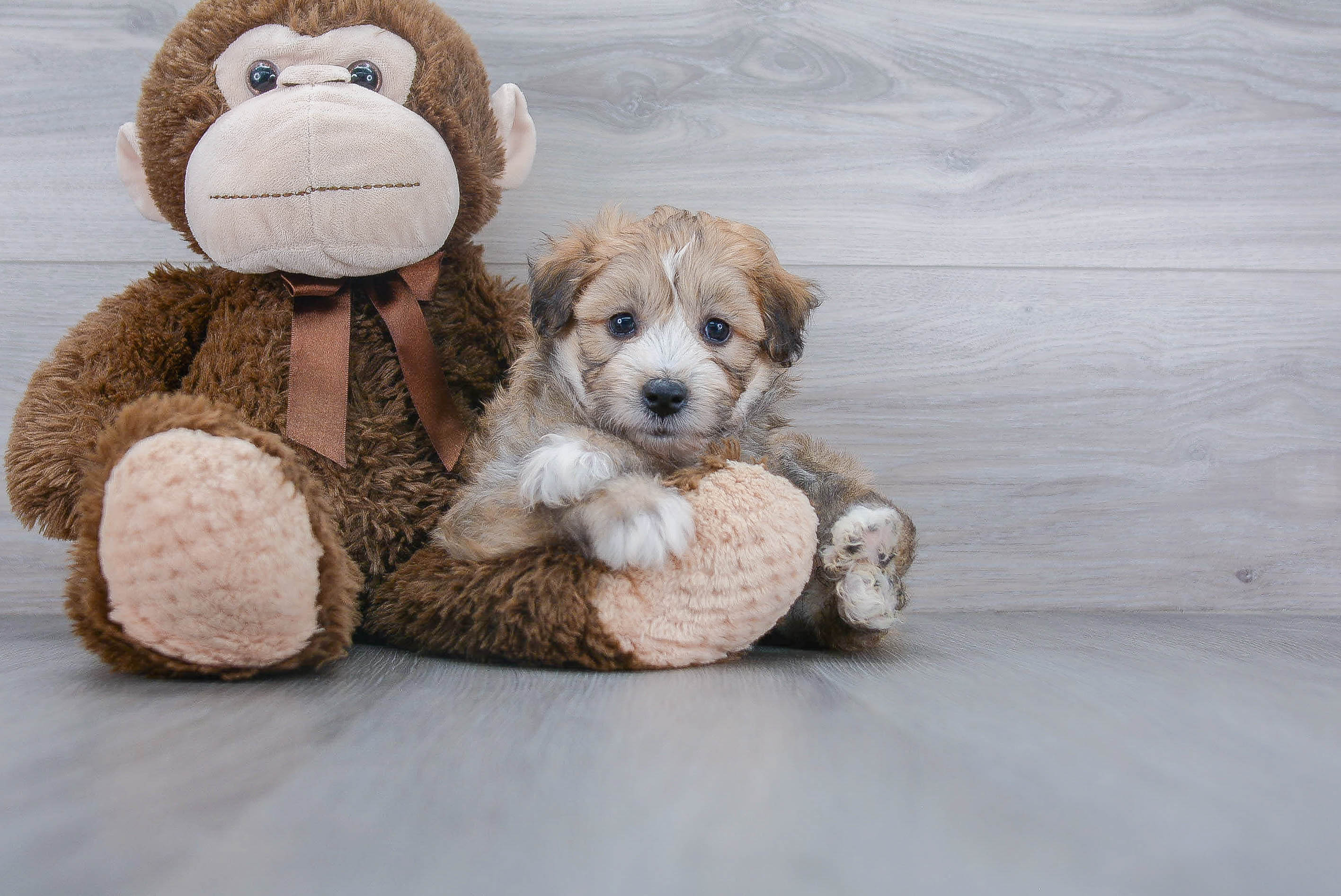 Mini Aussiedoodle Puppy for Adoption