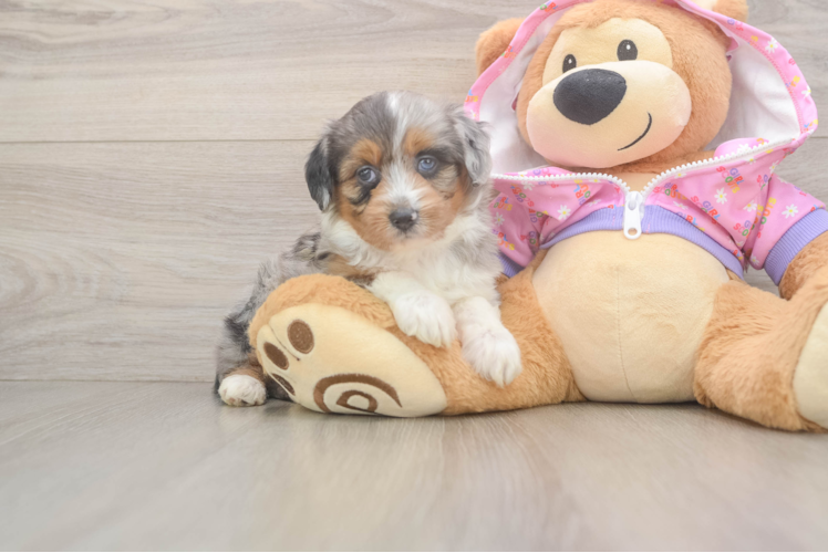 Playful Mini Aussiepoodle Poodle Mix Puppy