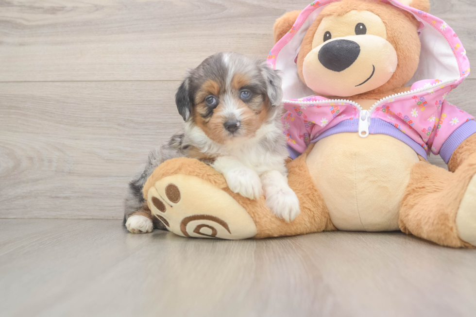 Playful Mini Aussiepoodle Poodle Mix Puppy