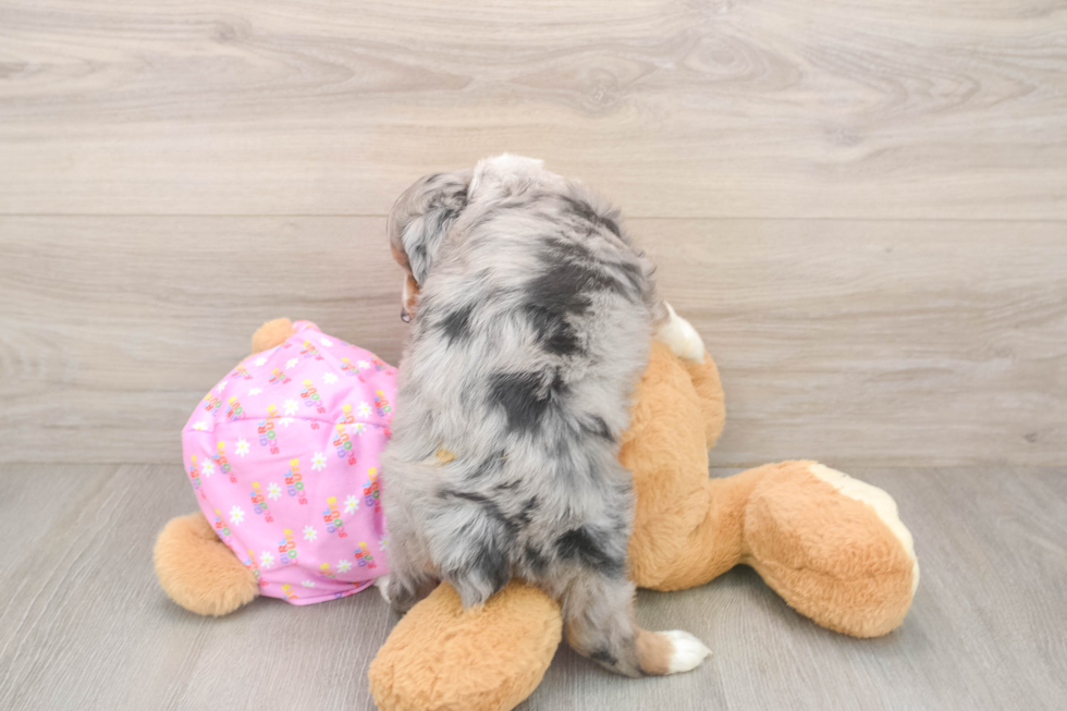 Mini Aussiedoodle Pup Being Cute