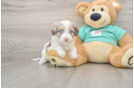 Mini Aussiedoodle Pup Being Cute