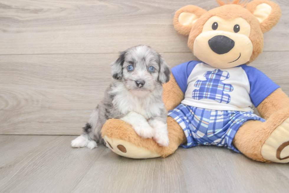 Smart Mini Aussiedoodle Poodle Mix Pup