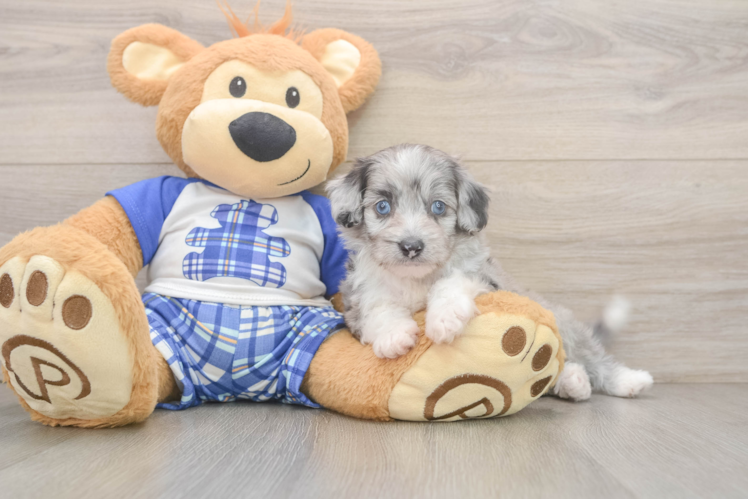 Mini Aussiedoodle Pup Being Cute