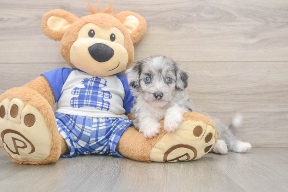 Mini Aussiedoodle Pup Being Cute