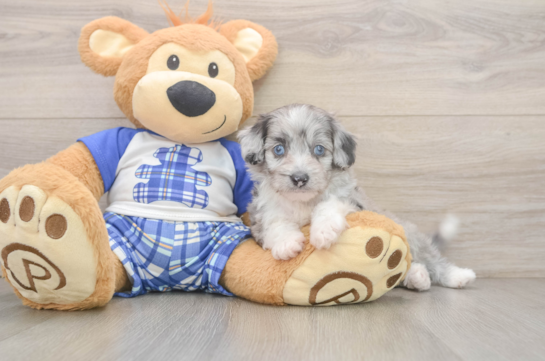 Mini Aussiedoodle Pup Being Cute