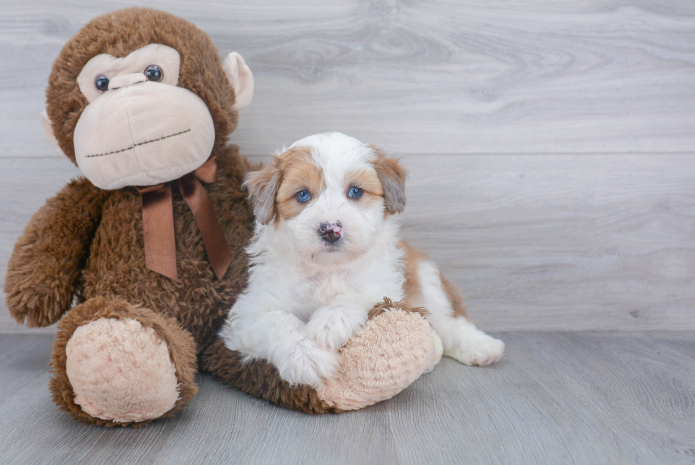 Best Mini Aussiedoodle Baby
