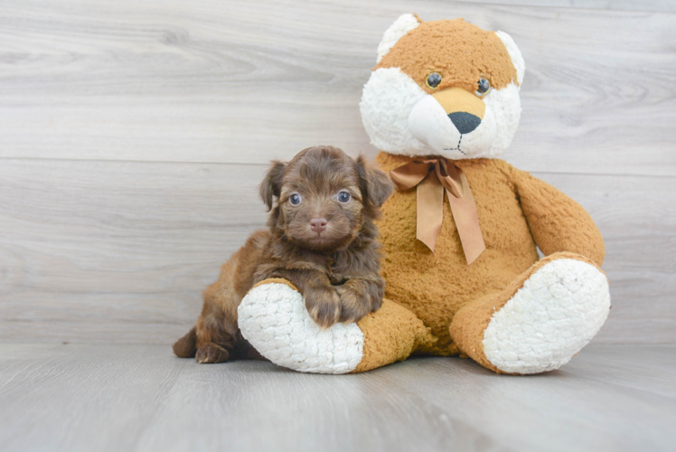 Fluffy Mini Aussiedoodle Poodle Mix Pup