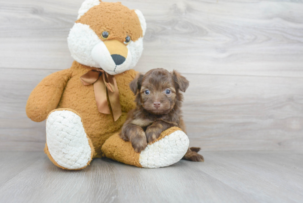 Sweet Mini Aussiedoodle Baby