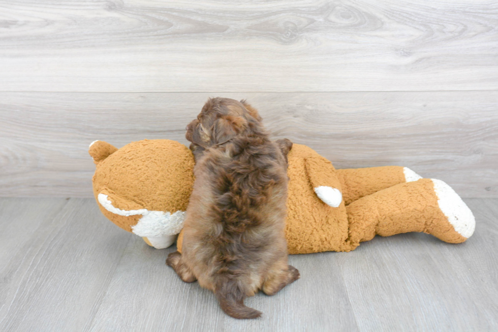 Best Mini Aussiedoodle Baby