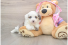 Sweet Mini Aussiedoodle Baby