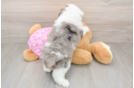 Mini Aussiedoodle Pup Being Cute
