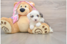 Fluffy Mini Aussiedoodle Poodle Mix Pup