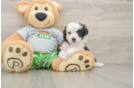 Funny Mini Aussiedoodle Poodle Mix Pup