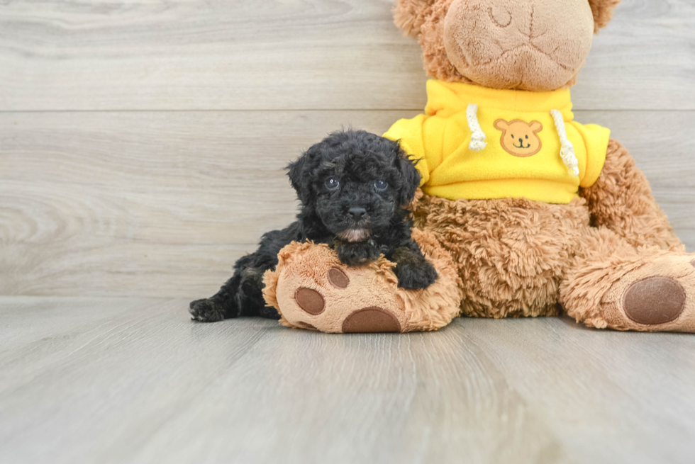 Small Mini Aussiedoodle Baby