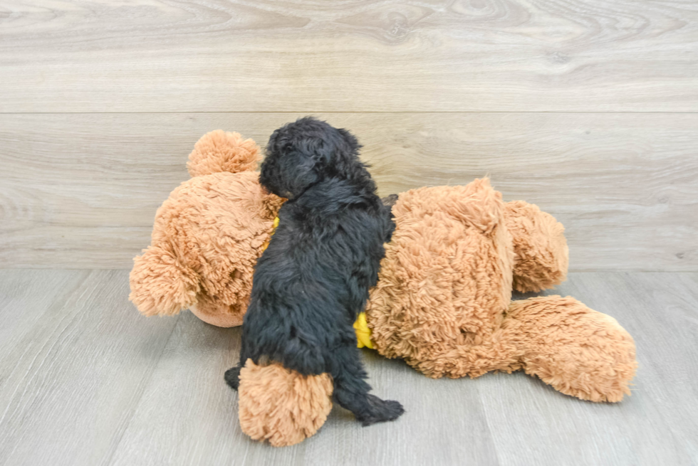 Mini Aussiedoodle Puppy for Adoption