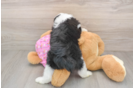Funny Mini Aussiedoodle Poodle Mix Pup