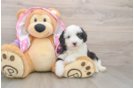 Funny Mini Aussiedoodle Poodle Mix Pup