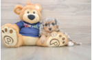 Smart Mini Aussiedoodle Poodle Mix Pup