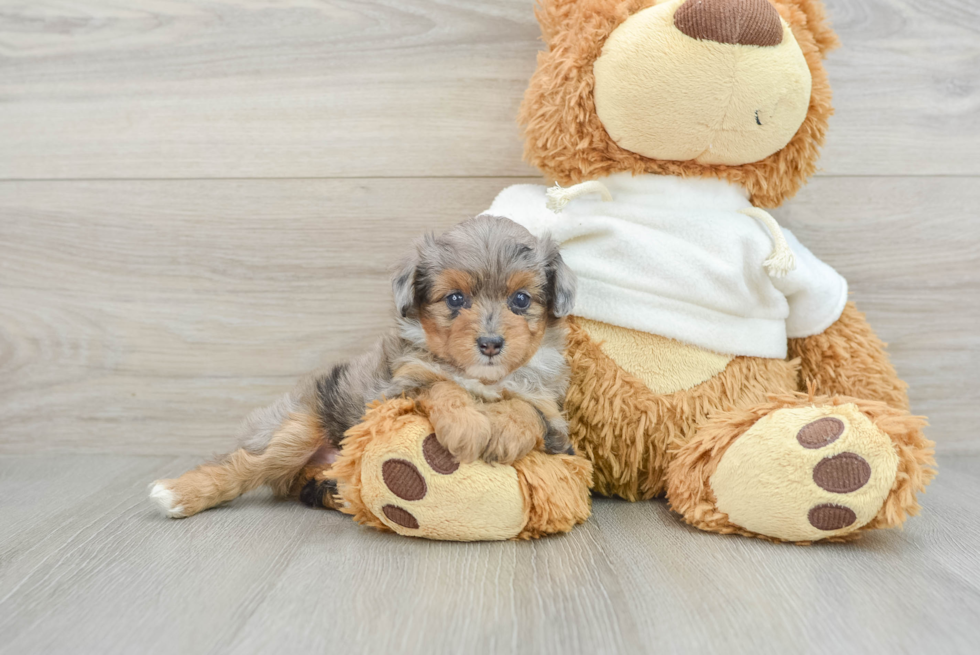 Small Mini Aussiedoodle Baby