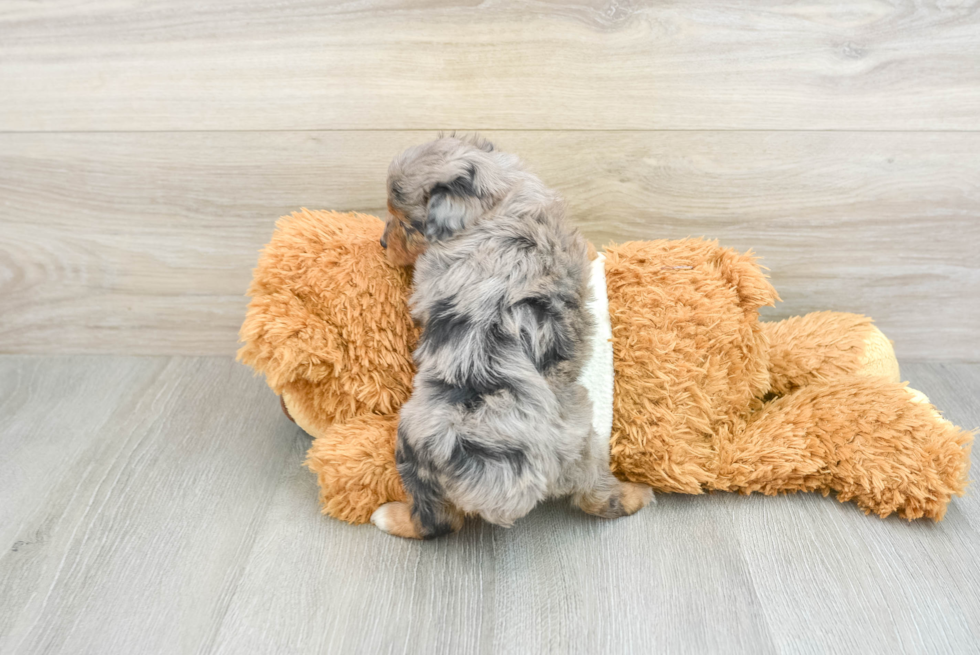 Best Mini Aussiedoodle Baby