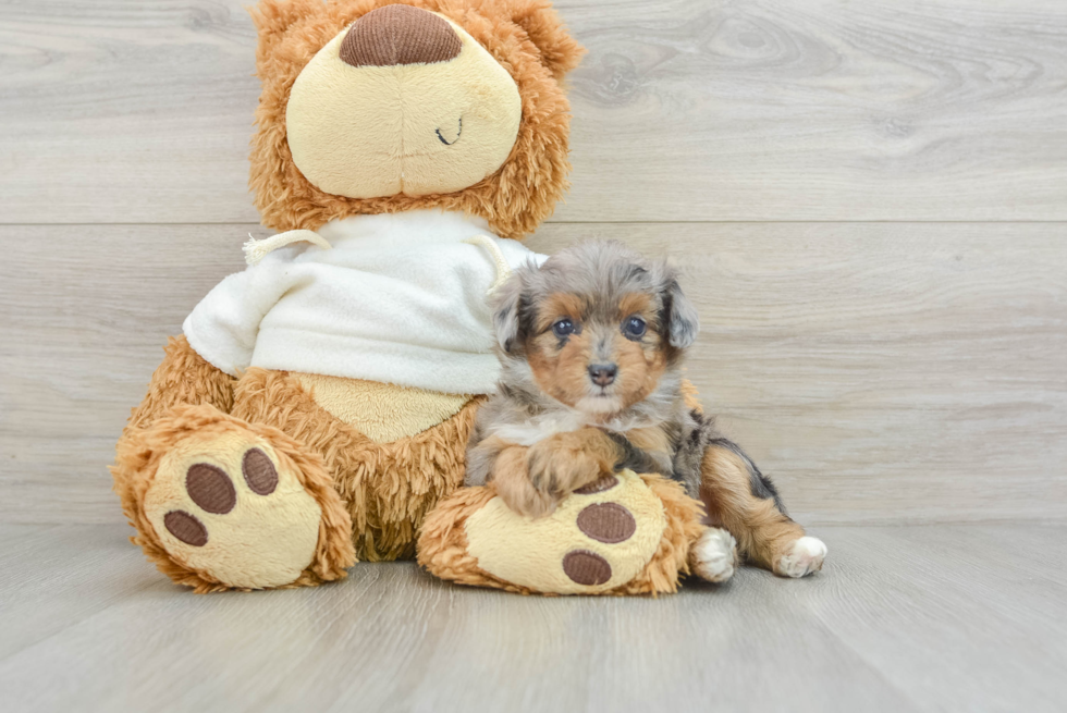 Adorable Mini Australian Shepherd X Poodle Mix Poodle Mix Puppy