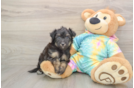 Energetic Aussie Poo Poodle Mix Puppy